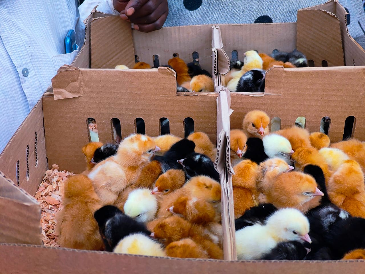 Day old chicks