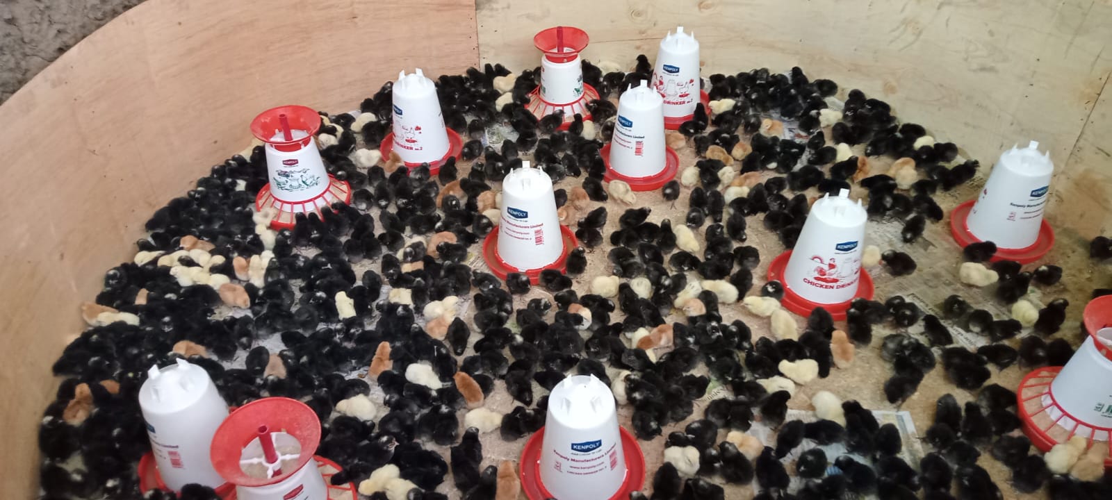 chicks