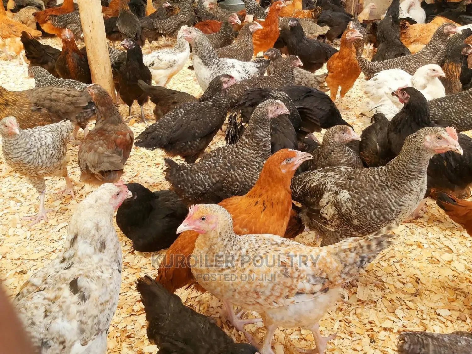 Poultry chicks