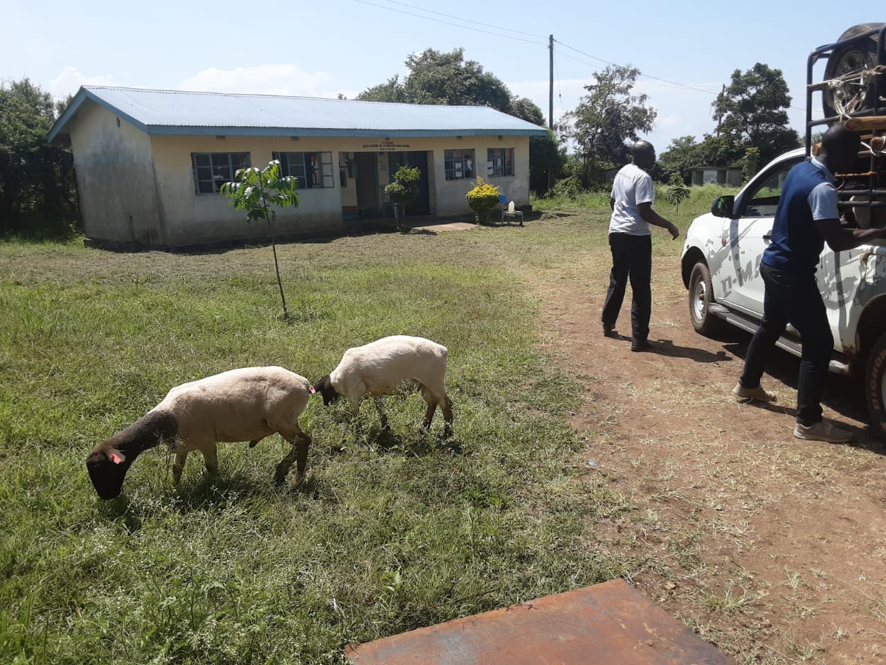 Meat sheep