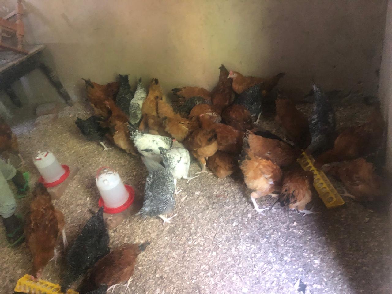 1 month old chicks kalro F1