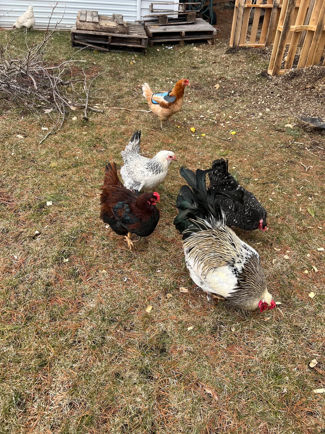 Chicken 
